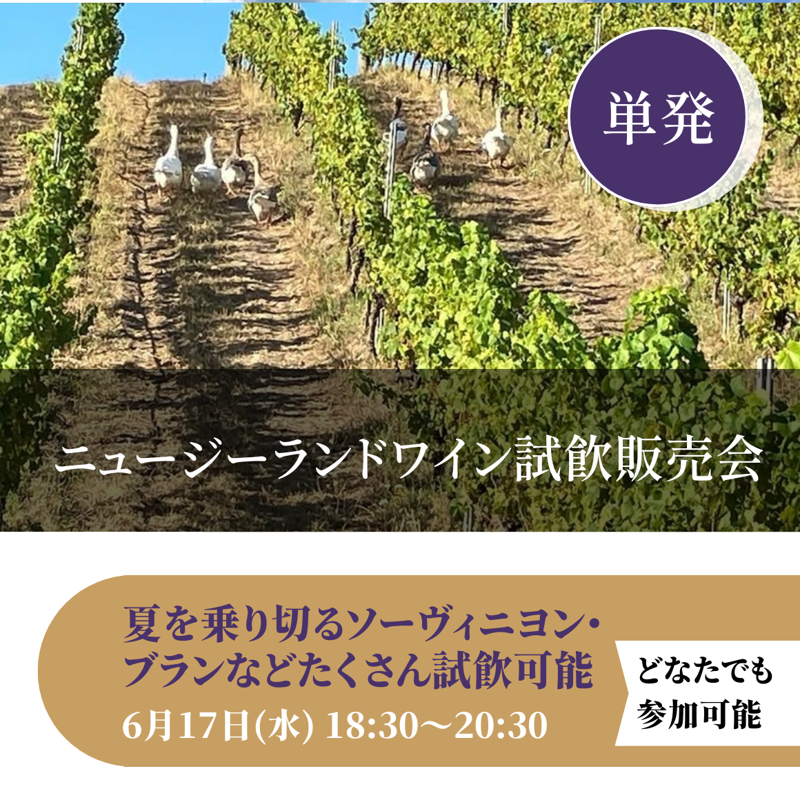 ニュージーランドワイン試飲販売会